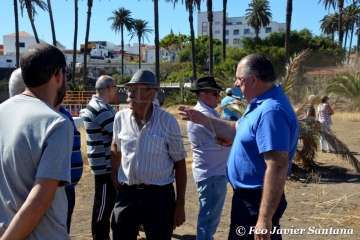 Muestra de ganado de las fiestas del patrono de Telde (Foto  Francisco Javier Santana)